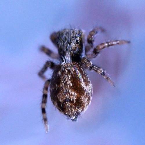 Réf. 308 118 : Pseudeuophrys lanigera